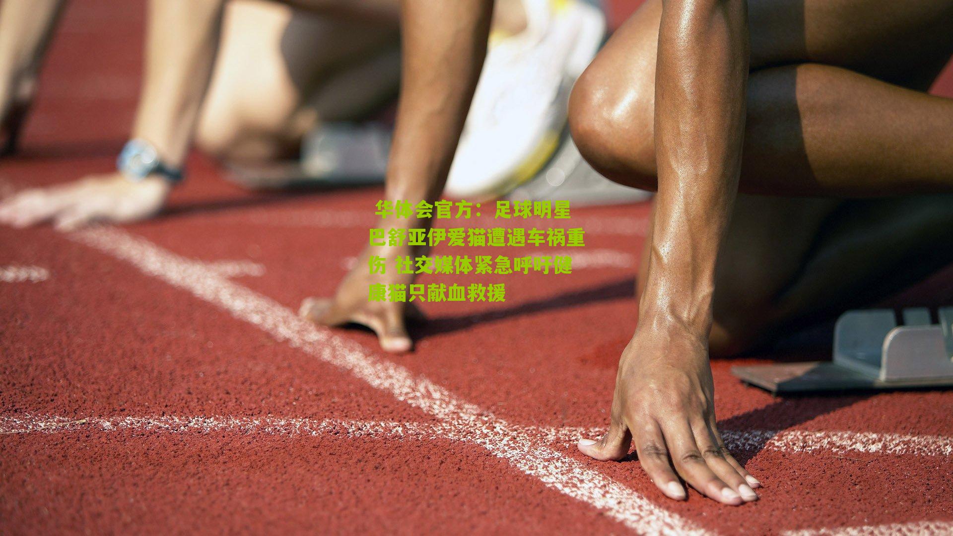 足球明星巴舒亚伊爱猫遭遇车祸重伤 社交媒体紧急呼吁健康猫只献血救援